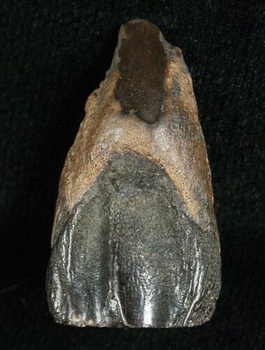 Large Triceratops Shed Tooth - #5696